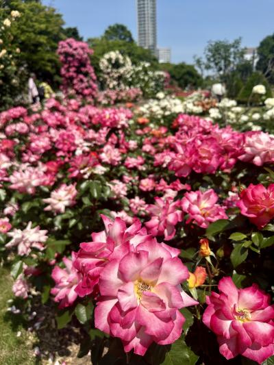 西12丁目のバラが見ごろです！