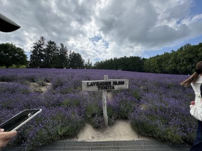 ラベンダー満開！