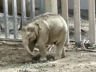 2才になっタオ！