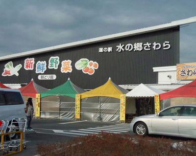 タヒバリが見られました。