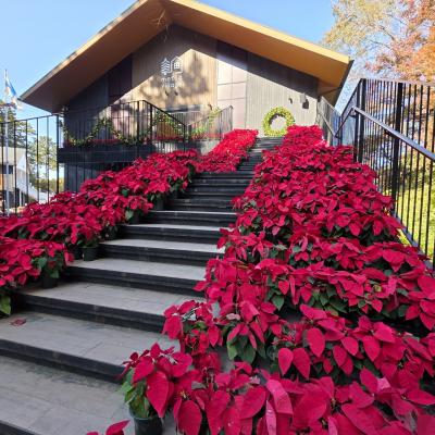 紅葉と北欧フィンランドのクリスマス（2025.11.20現在）