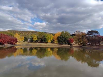今年も綺麗に紅葉してます