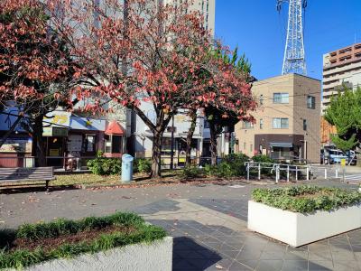 散歩にピッタリ