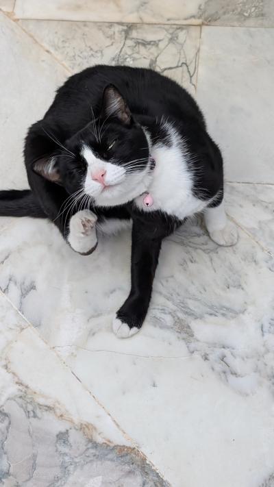 猫多し。しばらく一緒に遊んでしまいました。