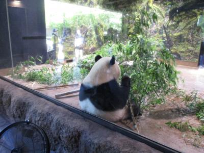 パンダの白い毛はきれい