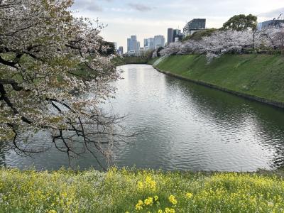 東京屈指の桜の名所も枝振りが寂しくなって