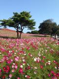 国営ひたち海浜公園