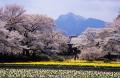 山高神代桜