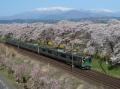 しばた千桜橋