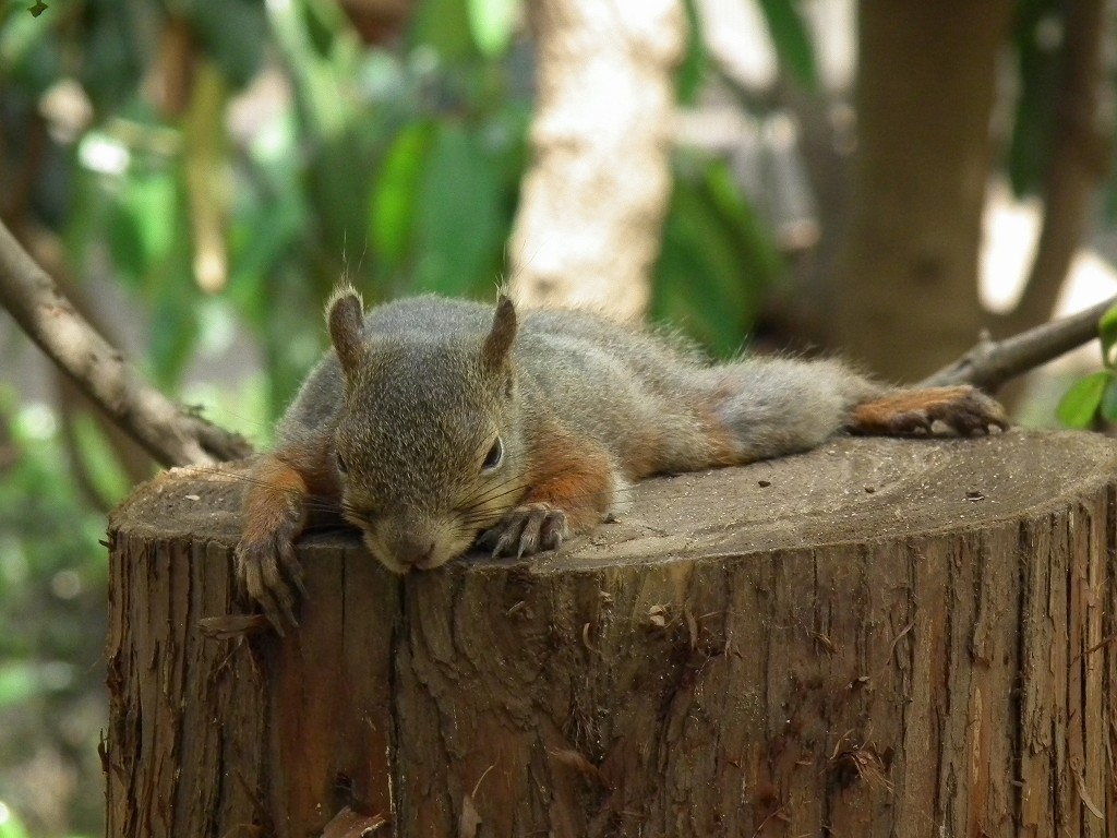 『リスが近くまで寄ってきます』by ヤッシー｜井の頭自然文化園のクチコミ【フォートラベル】
