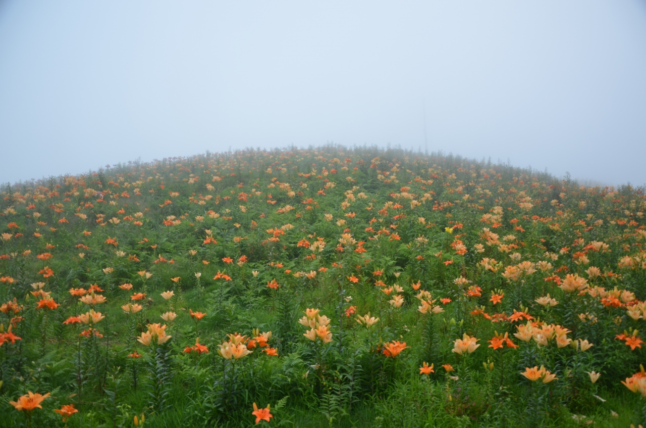 『天空の広大な丘に咲く満開の百合』by 大目付｜箱館山スキー場のクチコミ【フォートラベル】