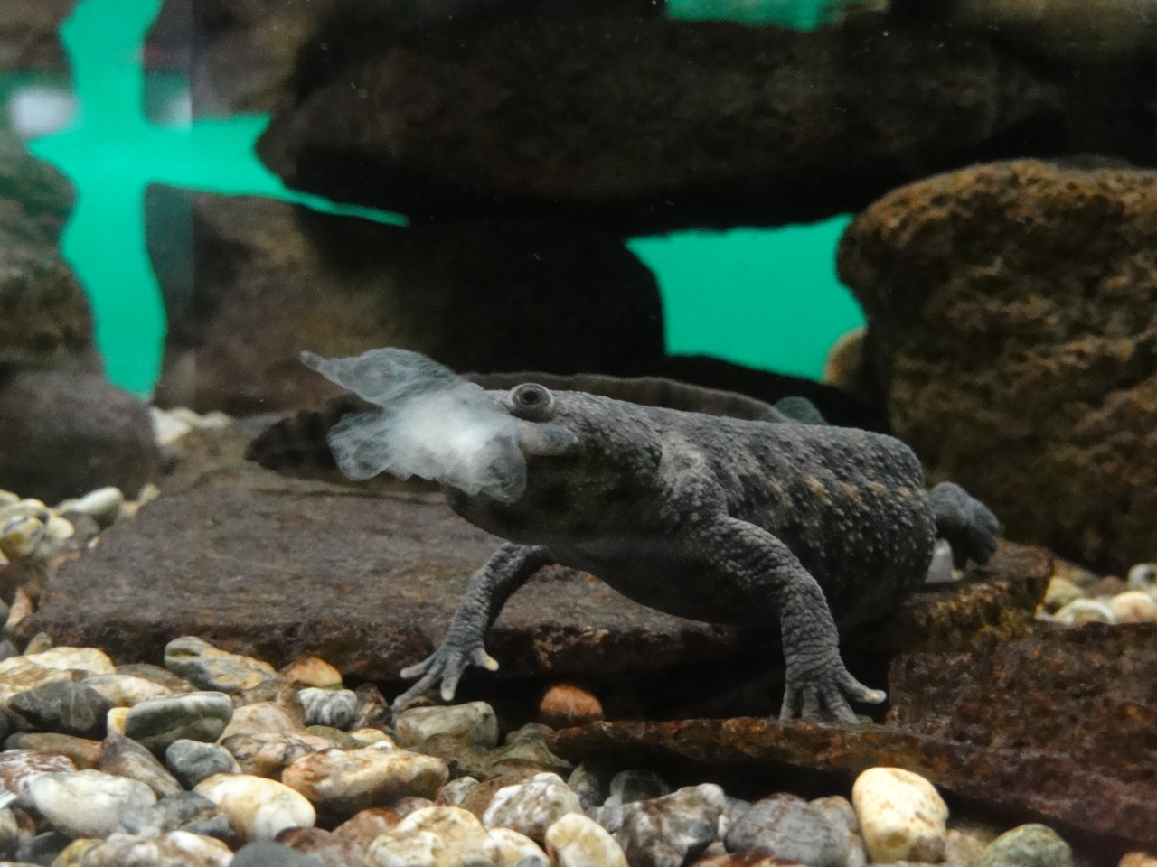 『生きているオオサンショウオ・ウーパールーパーも見ることができます。』by aoitomo｜日本サンショウウオセンターのクチコミ【フォートラベル】 - Src 10616255