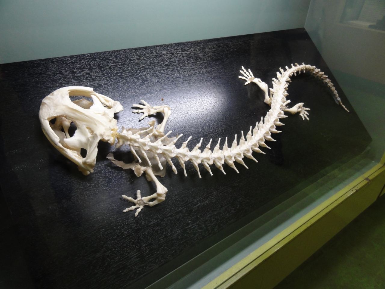 『生きているオオサンショウオ・ウーパールーパーも見ることができます。』by aoitomo｜日本サンショウウオセンターのクチコミ【フォートラベル】 - Src 10616256