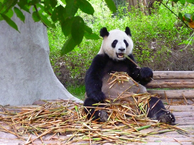 成都ジャイアントパンダ繁育研究基地                Chengdu Research Base of Giant Panda Breeding