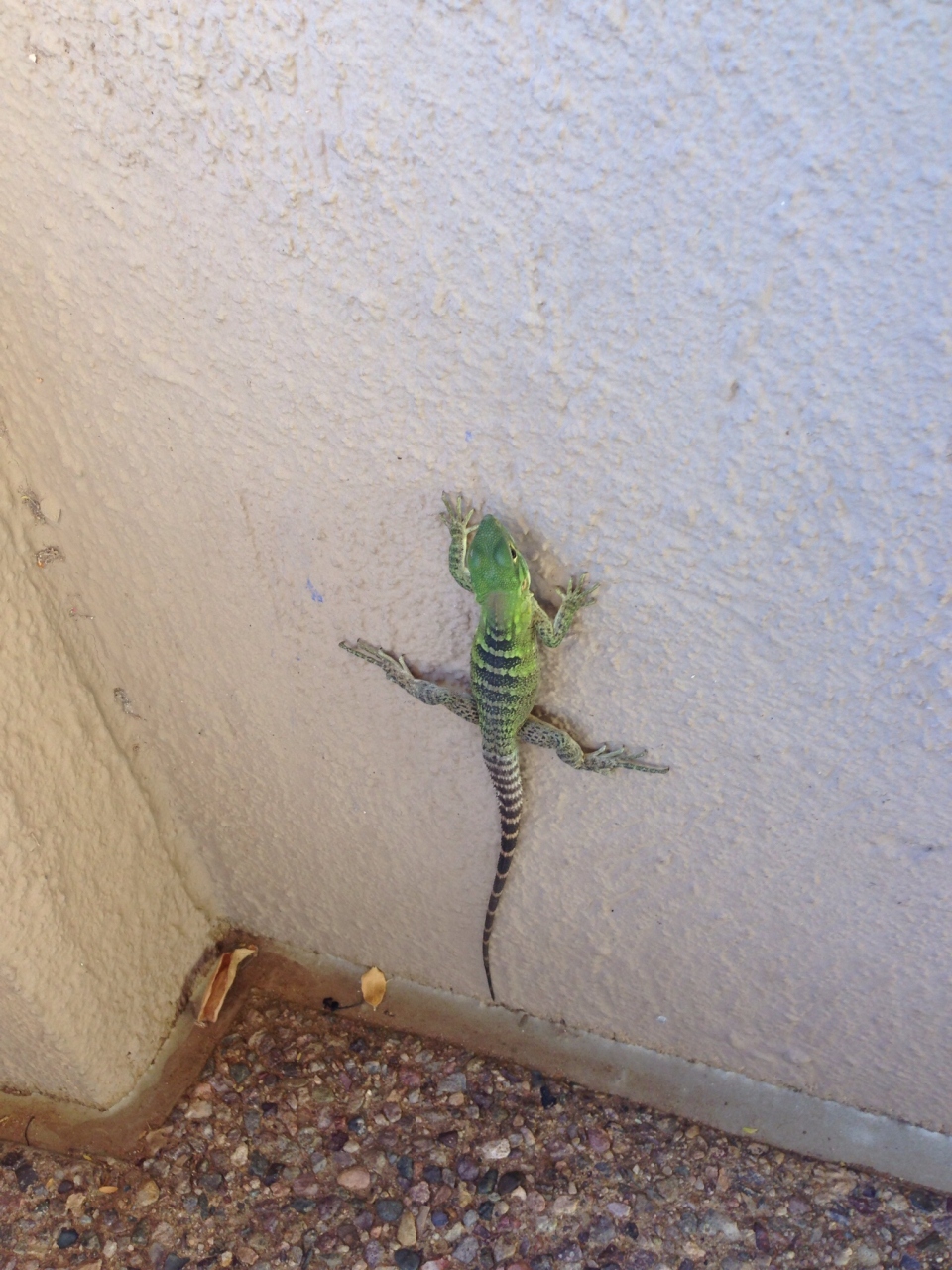 アリゾナ ソノラ砂漠博物館 Arizona Sonora Desert Museum