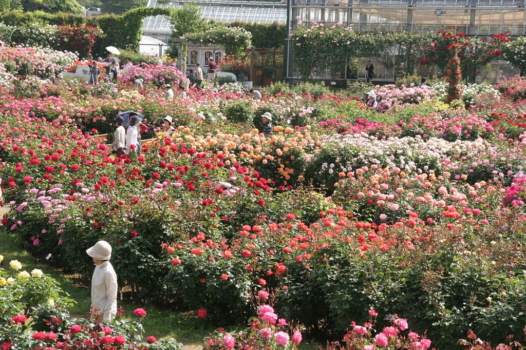 ヴォルムスの薔薇園