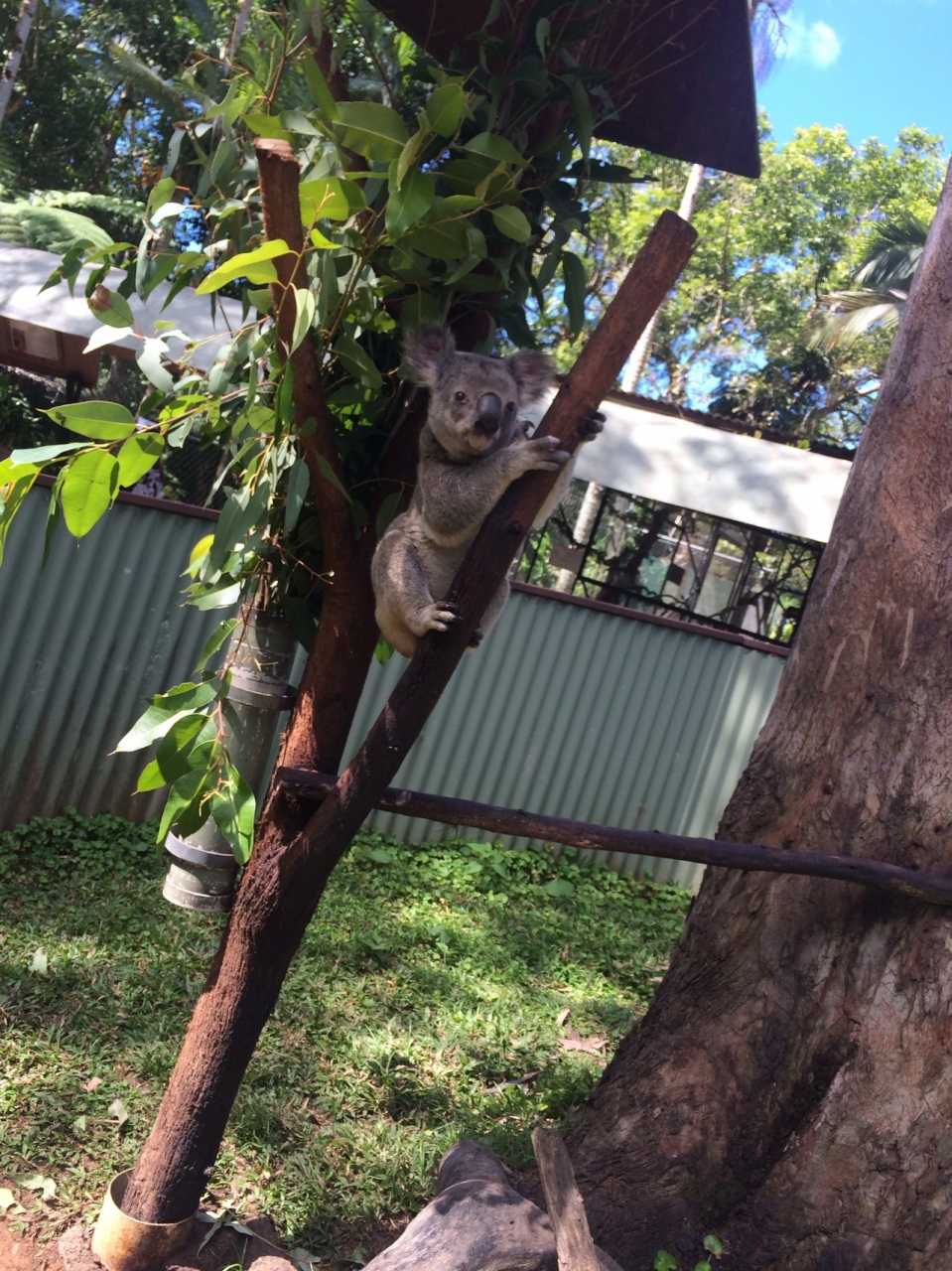 ユリシス(幸運の蝶々)発見しました！