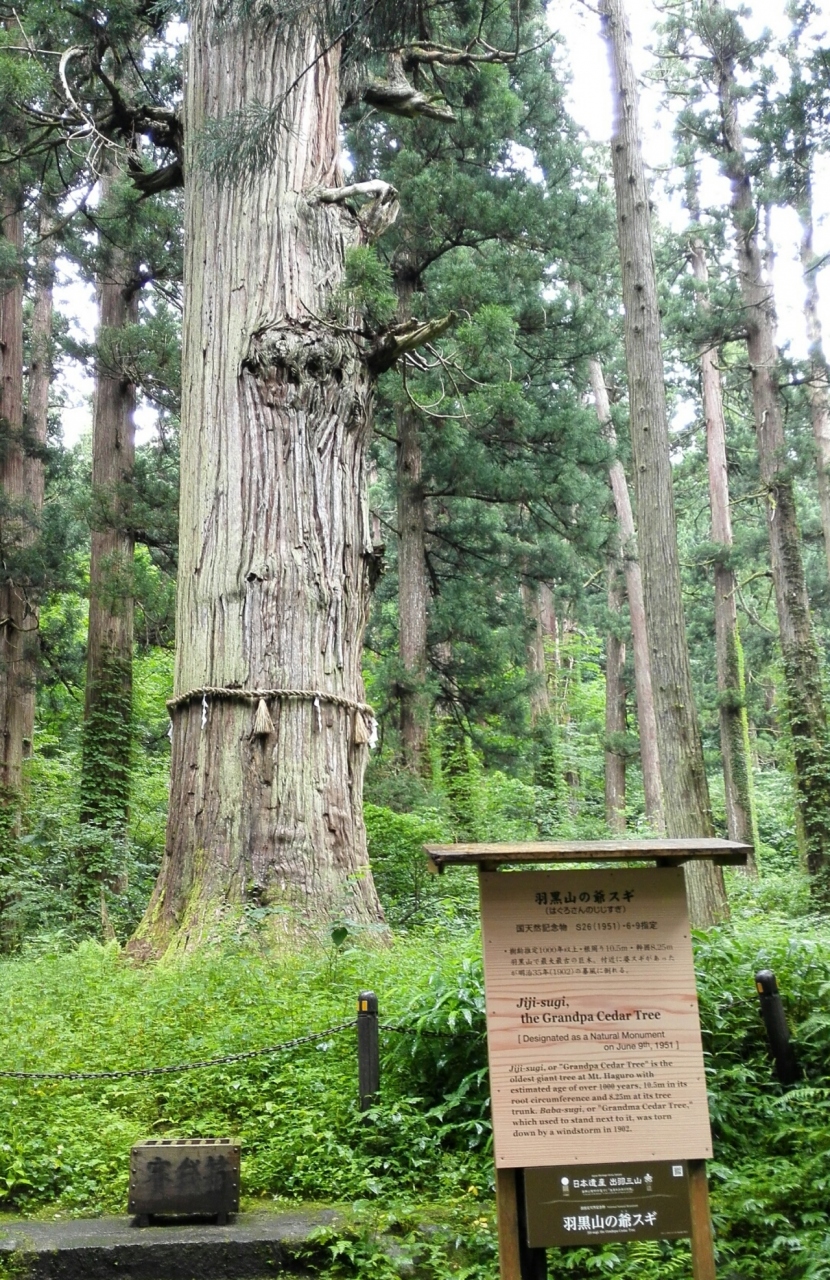 『天然記念物の杉の老木』by ろん｜羽黒山の爺スギのクチコミ【フォートラベル】