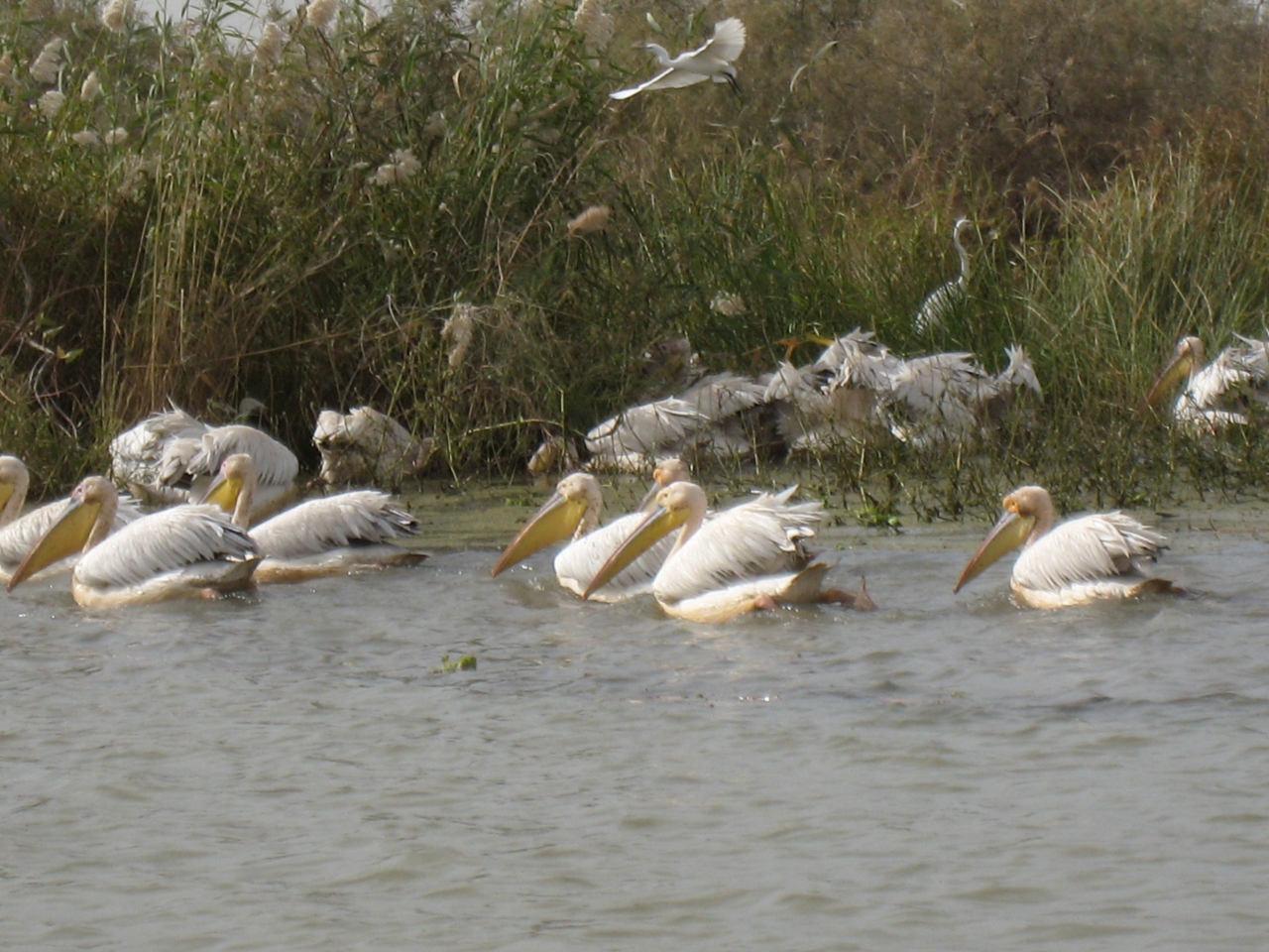 ジュッジ国立鳥類保護区 Djoudj National Bird Sanctuary