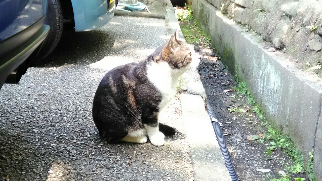 『えんかくじではなく「えんがくじ」！！紫陽花の季節に行きました』by うに｜円覚寺(神奈川県鎌倉市)のクチコミ
