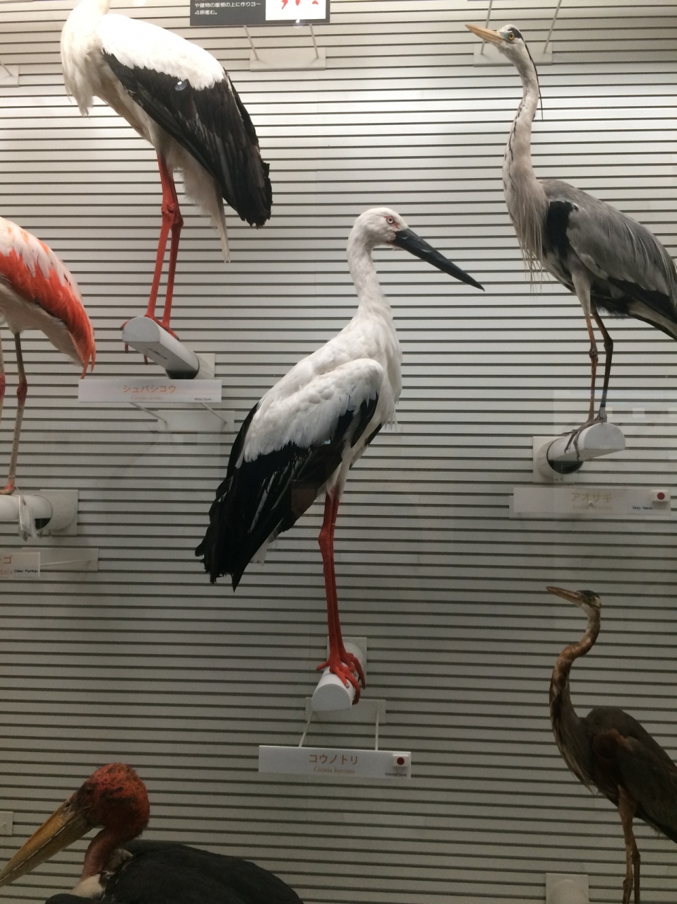 我孫子鳥の博物館