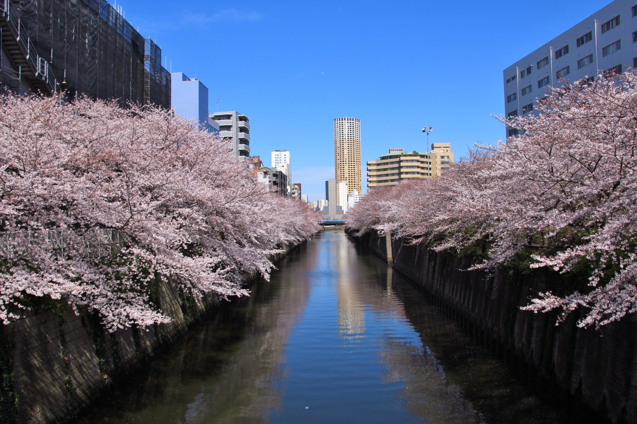『目黒不動駅から中目黒駅まで目黒川の桜並木のお花見(2019.4.1)』by 温泉大好き|目黒川(桜並木)のクチコミ【フォートラベル】 『目黒不動駅から中目黒駅まで目黒川の桜並木のお花見(2019.4.1)』by 温泉大好き|目黒川(桜並木)のクチコミ【フォートラベル】