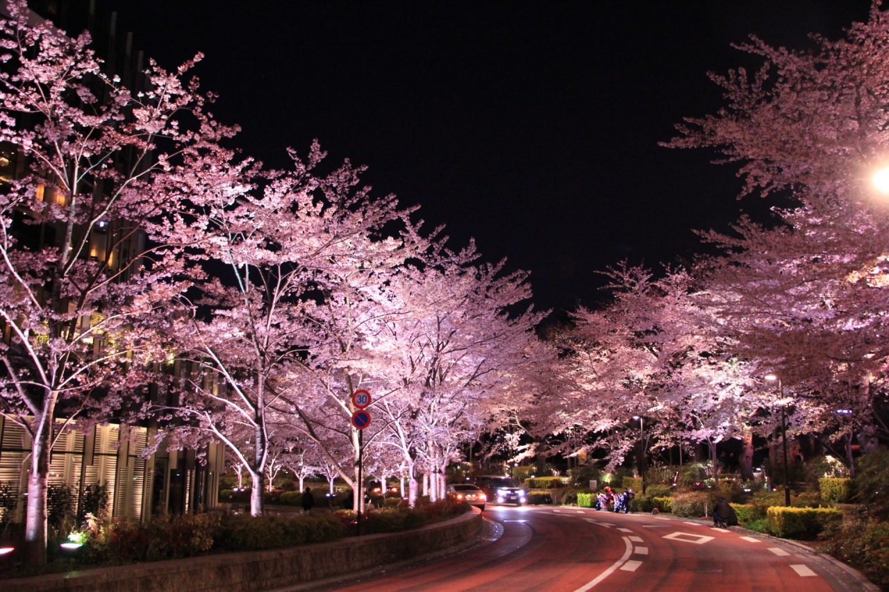 『さくら通りの桜並木のライトアップ見学（2019.4.3）』by 温泉大好き｜東京ミッドタウンのクチコミ【フォートラベル】