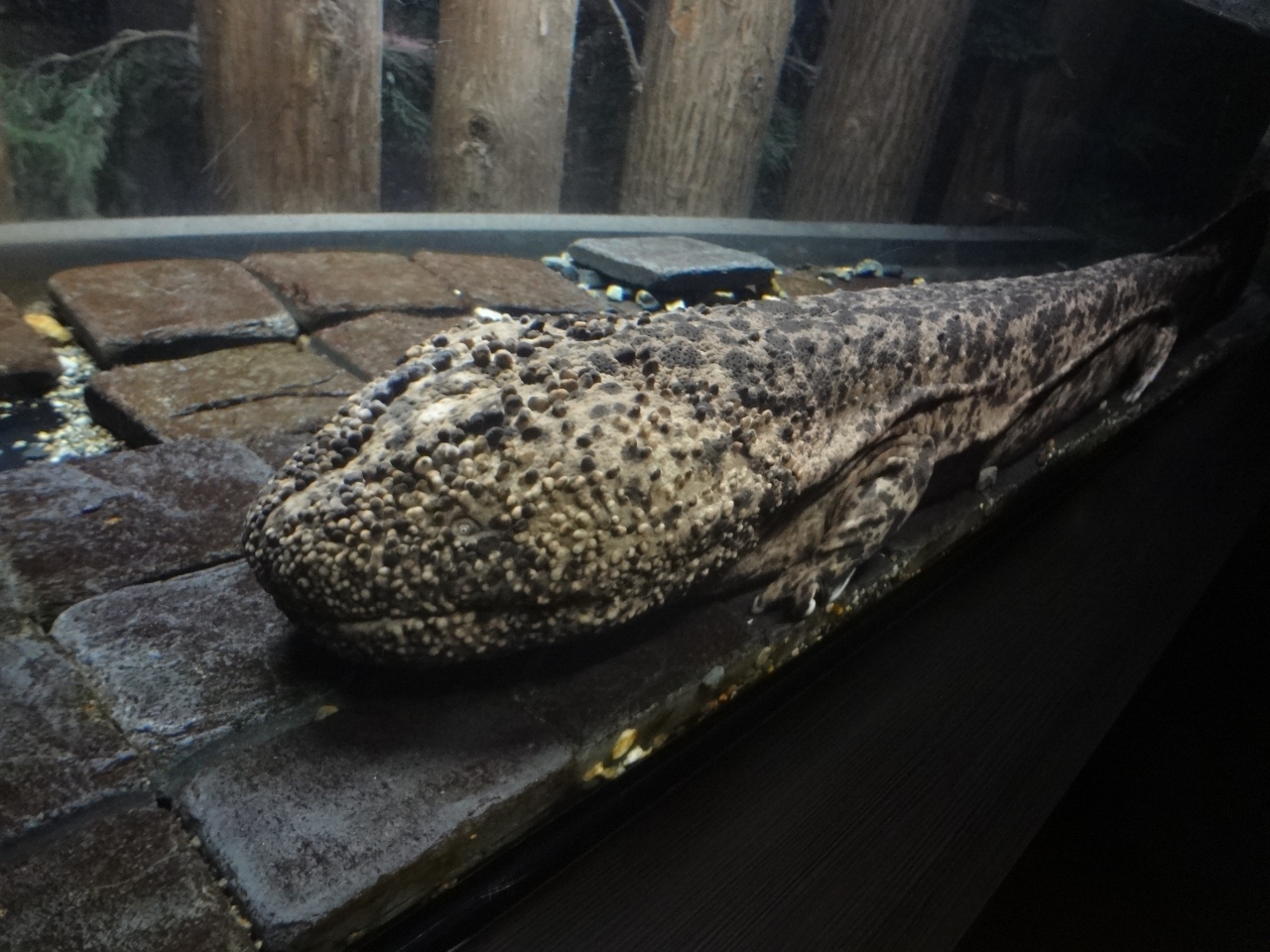 『20頭ものオオサンショウウオに会える水族館』by TeriM｜京都水族館のクチコミ【フォートラベル】 - Src 17001975
