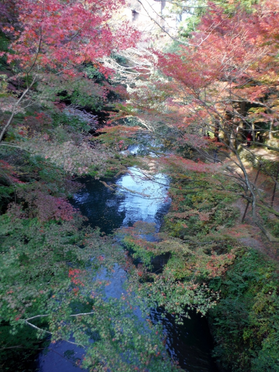 『鶴仙渓』by 大麦若葉|鶴仙渓のクチコミ【フォートラベル】