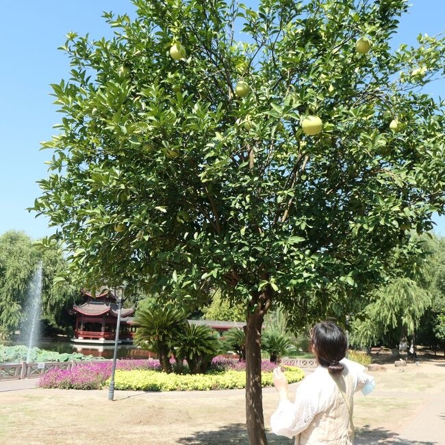 橘子洲頭                Juzi Island