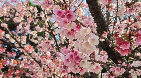 2026ǯ1��26������Ʀ¿��Τ������̾�껶��ϩ�ˡ���Τ����ߺ����ץ�󥹥��ޡ��ȥ���Ǯ����