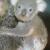 likely_koalaさん 写真