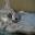 タヌキ猫さん 写真