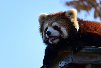 トットさん