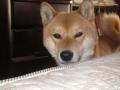 ☆GのQoo