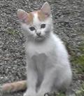 こにゃくう