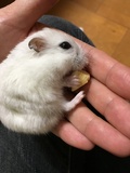 マスミン