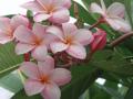 aloha0918