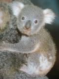 likely_koalaさん 写真