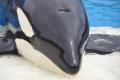 shamu-tsさん 写真