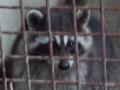 アライグマの湯