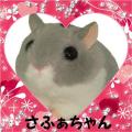さふぁちゃんさん