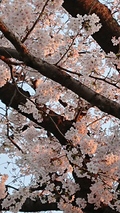 *sakura*さん 写真