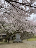 桜丸さん 写真