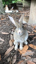 ふみおさん 写真