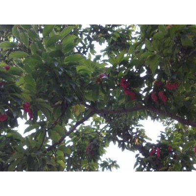 �����ķ��������ˤƻ���