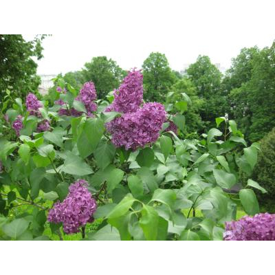 �֤��餯�⥹����