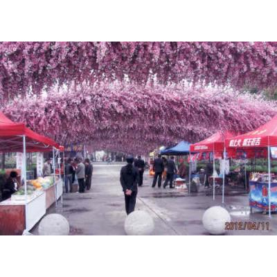 �����������������Ǥ�¤�֤Ǥ���