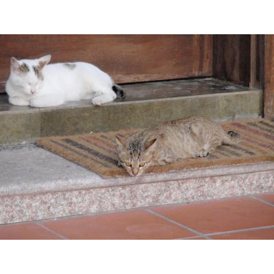 ιƤƵŤޤγǻǰʻפ