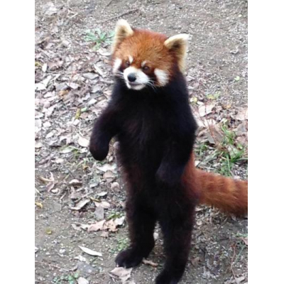 �峤����ưʪ��